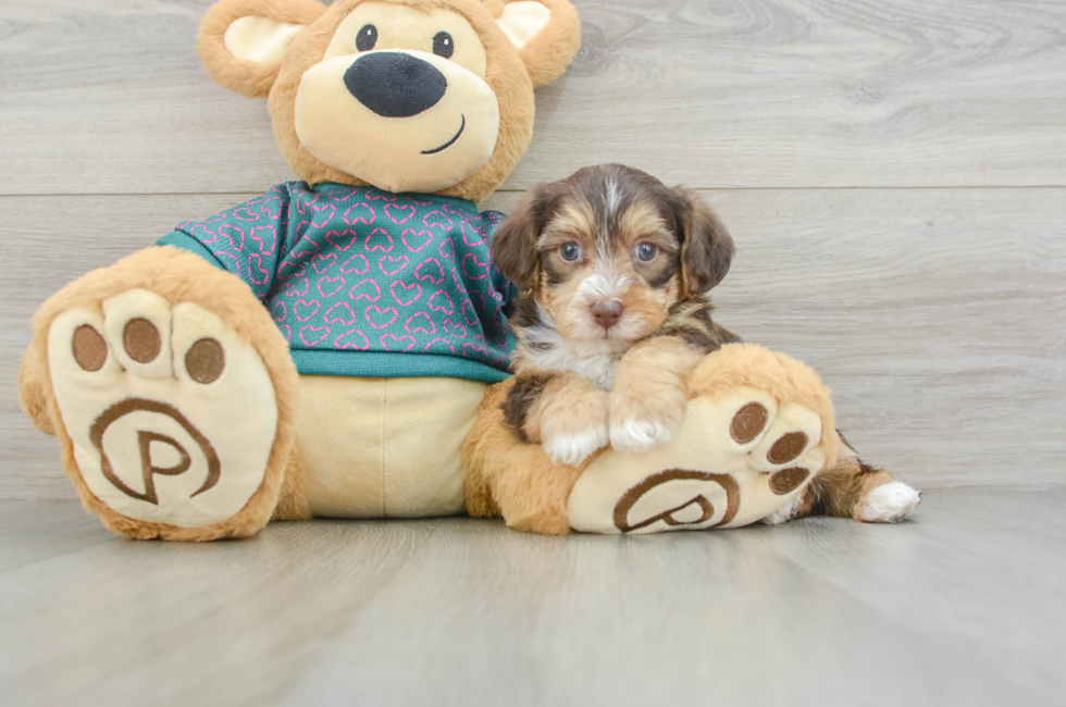 5 week old Yorkie Poo Puppy For Sale - Premier Pups