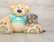 7 week old Yorkie Poo Puppy For Sale - Premier Pups