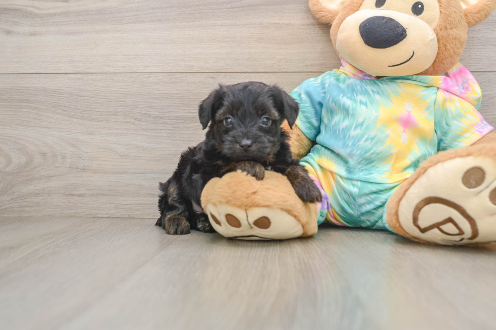 Yorkie Poo Puppy for Adoption