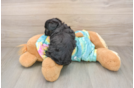 Yorkie Poo Pup Being Cute