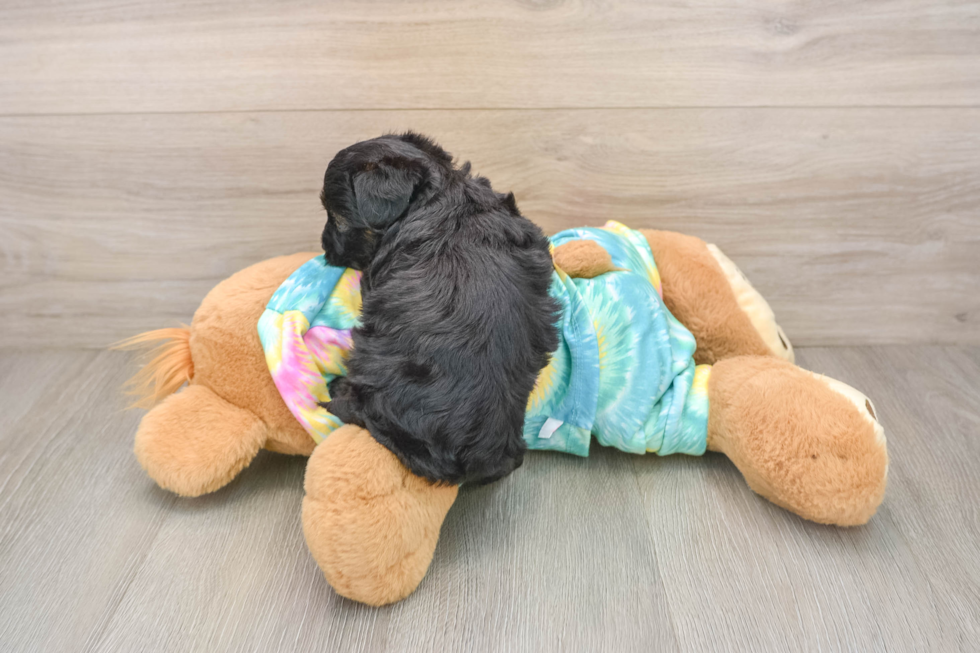 Yorkie Poo Pup Being Cute