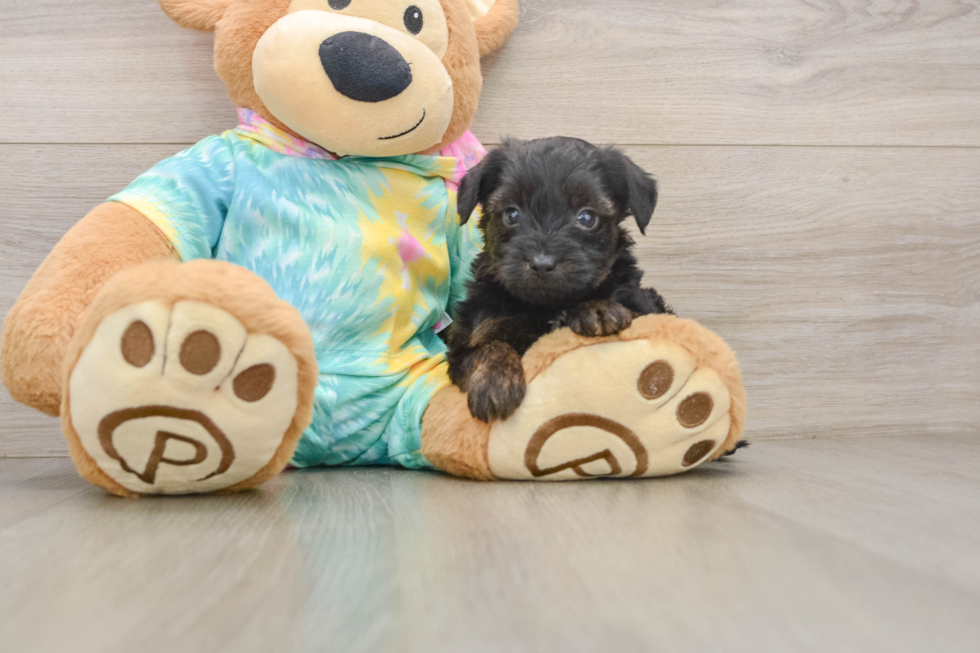 Sweet Yorkie Poo Baby