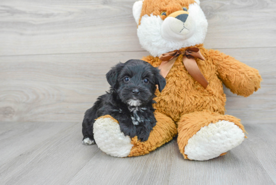 Small Yorkie Poo Baby