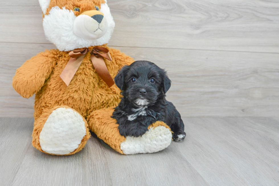 Sweet Yorkie Poo Baby