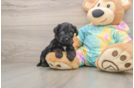 Friendly Yorkie Poo Baby