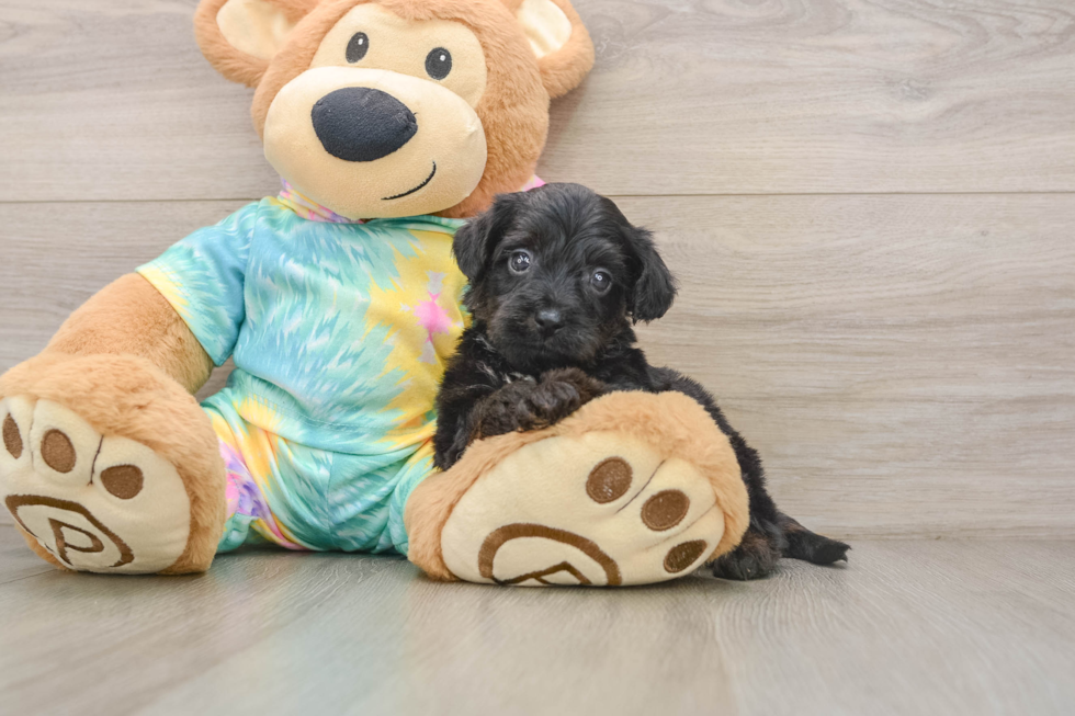 Small Yorkie Poo Baby