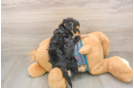 Yorkie Poo Puppy for Adoption
