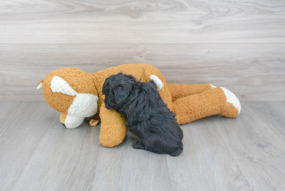 Energetic Yorkie Doodle Poodle Mix Puppy