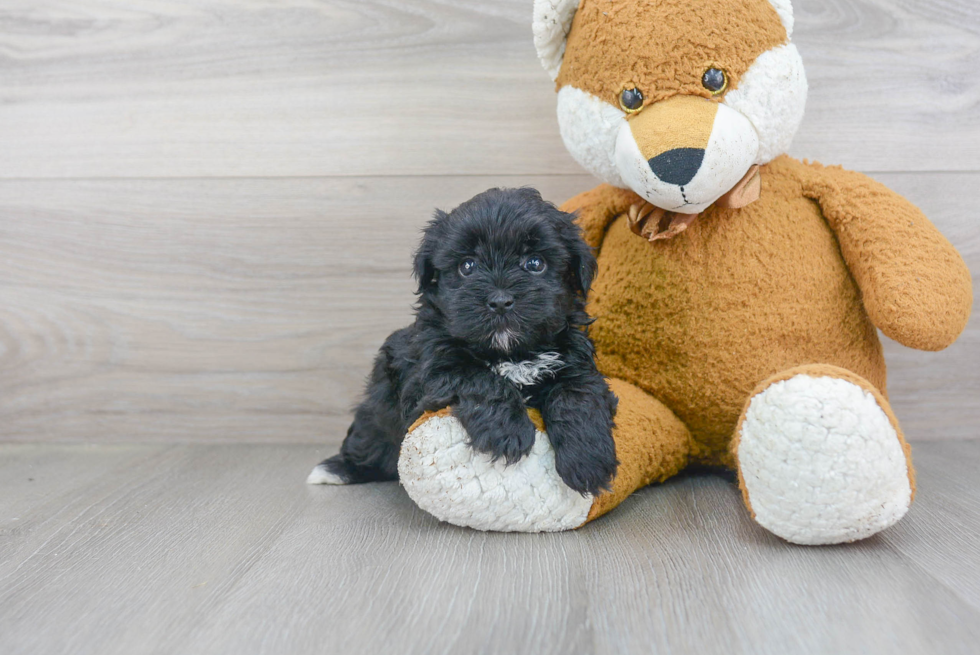 Energetic Yorkie Doodle Poodle Mix Puppy