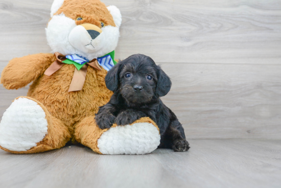 Smart Yorkie Poo Poodle Mix Pup