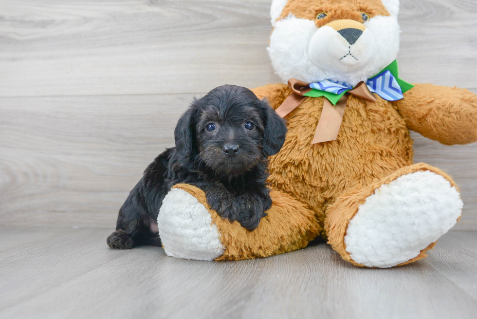 Adorable Yorkie Doodle Poodle Mix Puppy