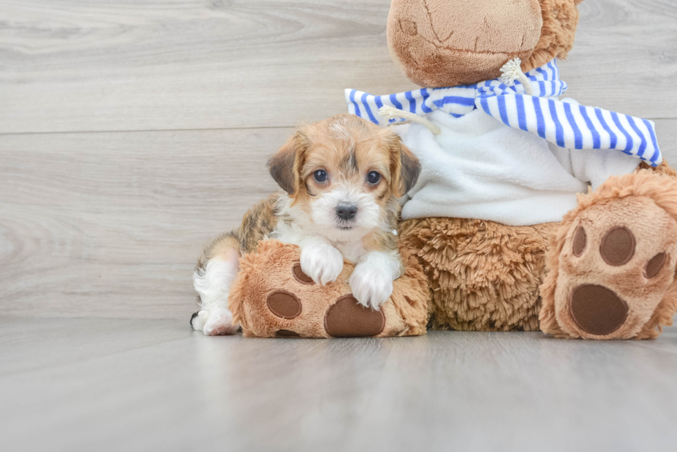 Playful Yorkie Doodle Poodle Mix Puppy