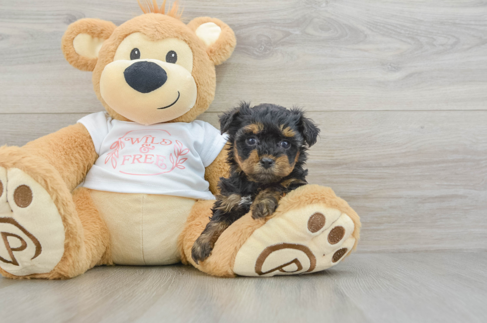 5 week old Yorkie Poo Puppy For Sale - Premier Pups