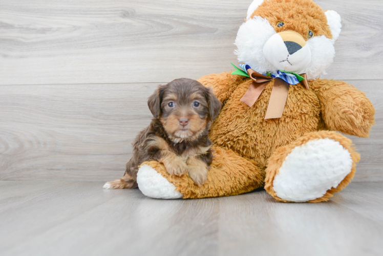 Yorkie Poo Pup Being Cute