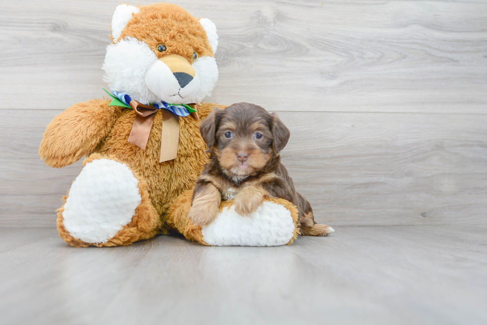 Yorkie Poo Pup Being Cute