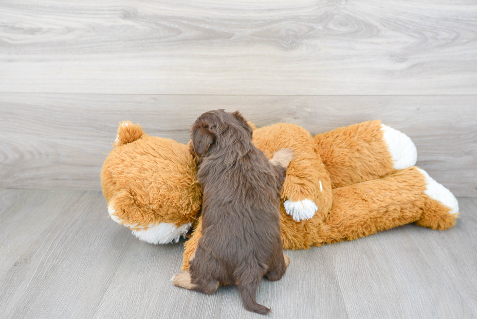 Smart Yorkie Poo Poodle Mix Pup