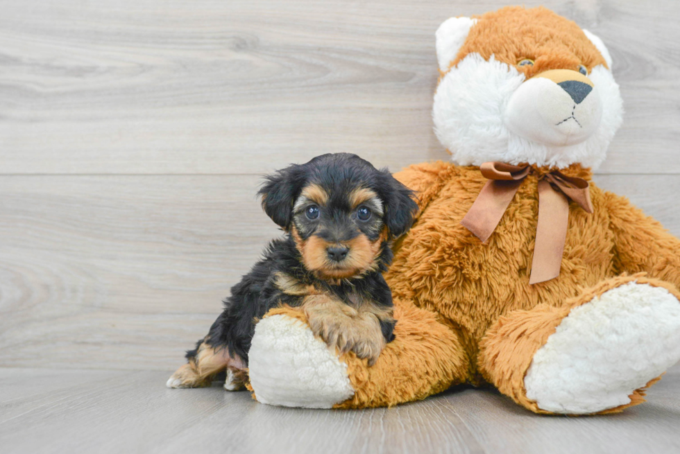 Sweet Yorkie Poo Baby