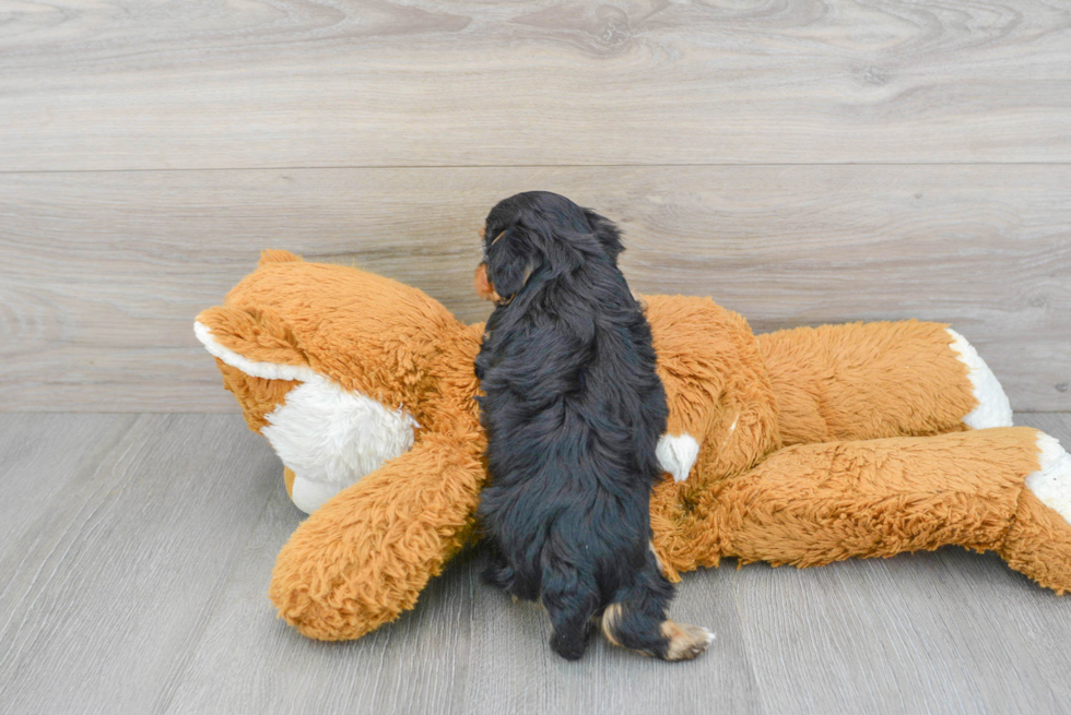 Adorable Yorkie Doodle Poodle Mix Puppy