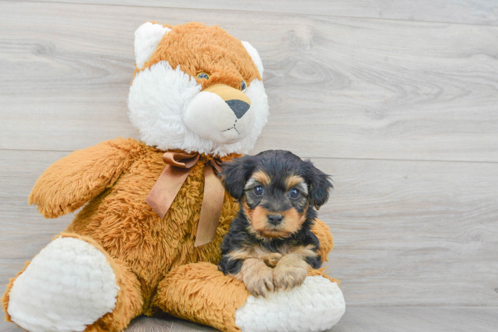 Popular Yorkie Poo Poodle Mix Pup