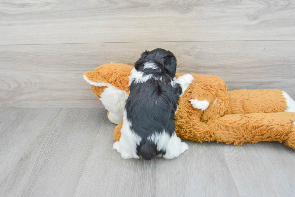 Petite Yorkie Poo Poodle Mix Pup