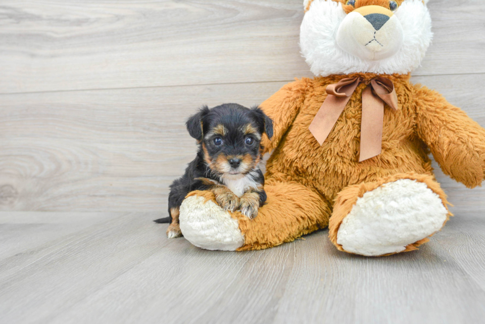 Yorkie Poo Pup Being Cute