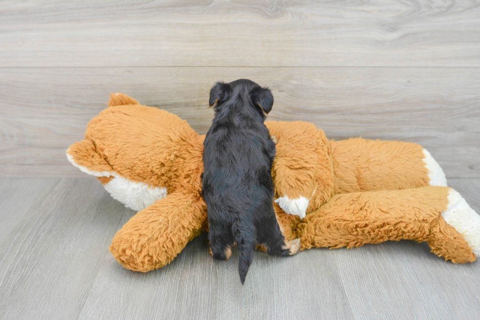 Yorkie Poo Pup Being Cute