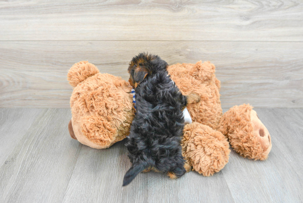 Little Yorkie Doodle Poodle Mix Puppy