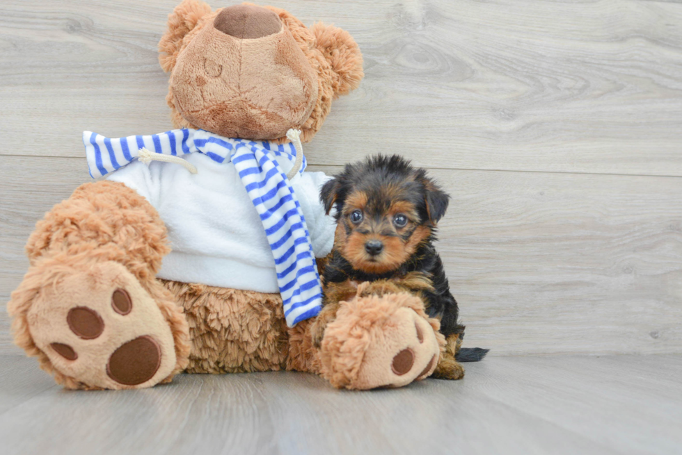 Yorkie Poo Pup Being Cute