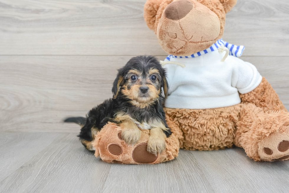 Energetic Yorkie Doodle Poodle Mix Puppy