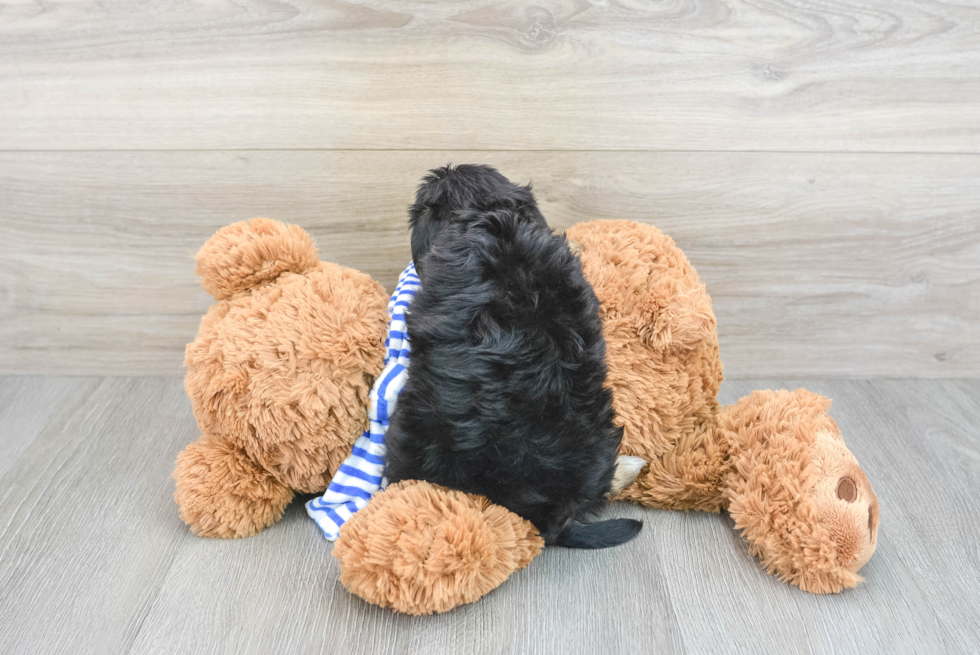 Petite Yorkie Poo Poodle Mix Pup