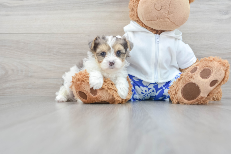 Playful Yorkie Doodle Poodle Mix Puppy