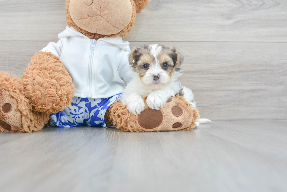 Yorkie Poo Pup Being Cute