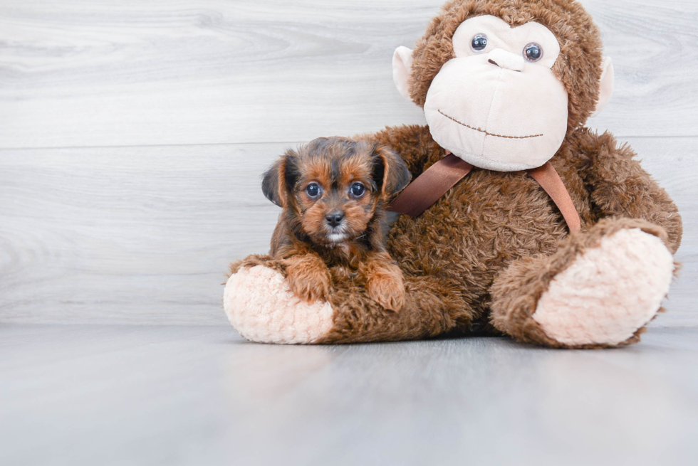 Yorkie Poo Pup Being Cute