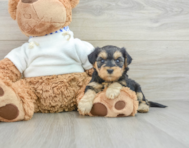 8 week old Yorkie Poo Puppy For Sale - Premier Pups