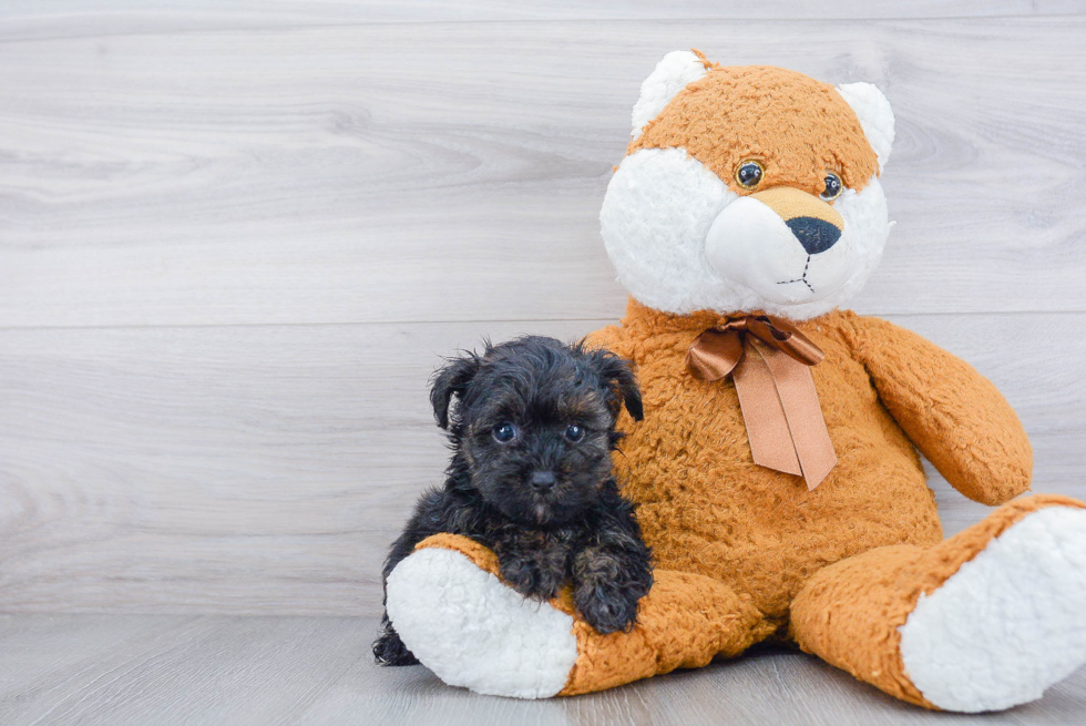 Friendly Yorkie Poo Baby