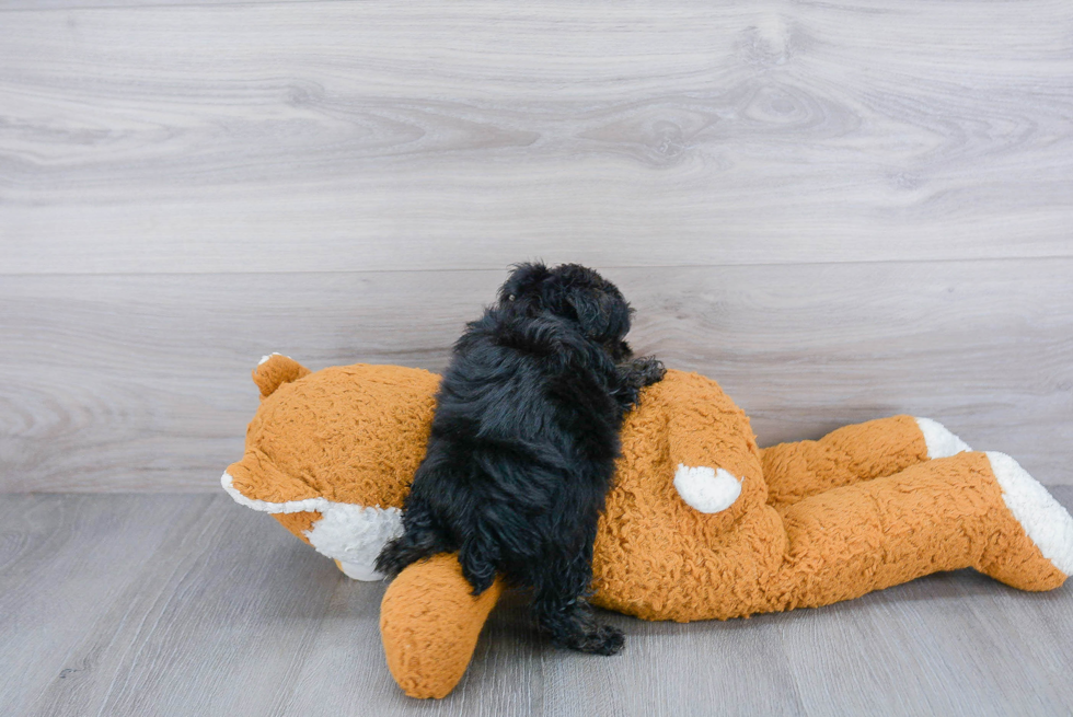 Yorkie Poo Pup Being Cute