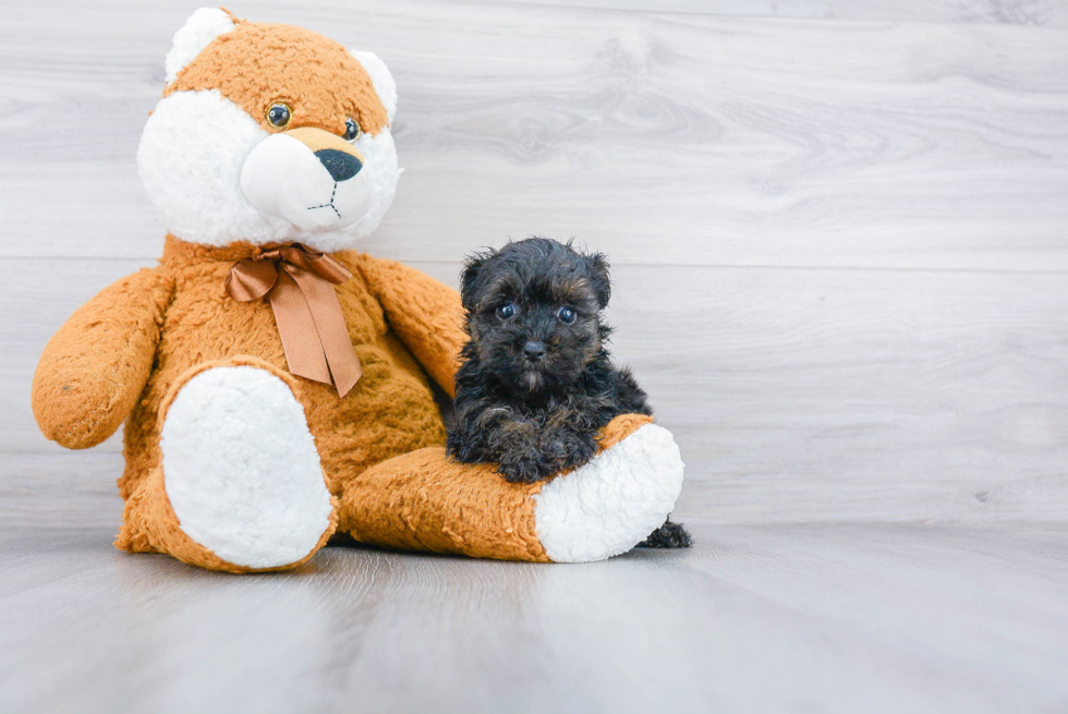 Happy Yorkie Poo Baby