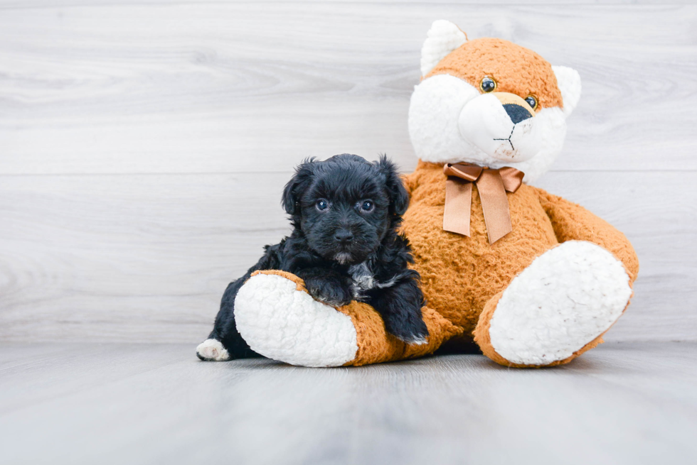 Friendly Yorkie Poo Baby