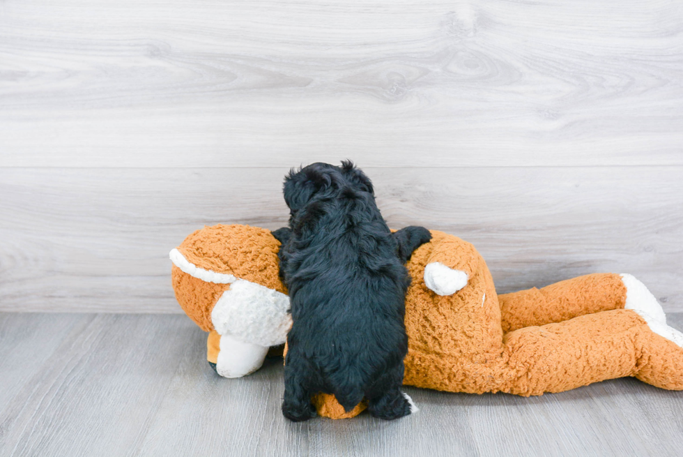 Energetic Yorkie Doodle Poodle Mix Puppy