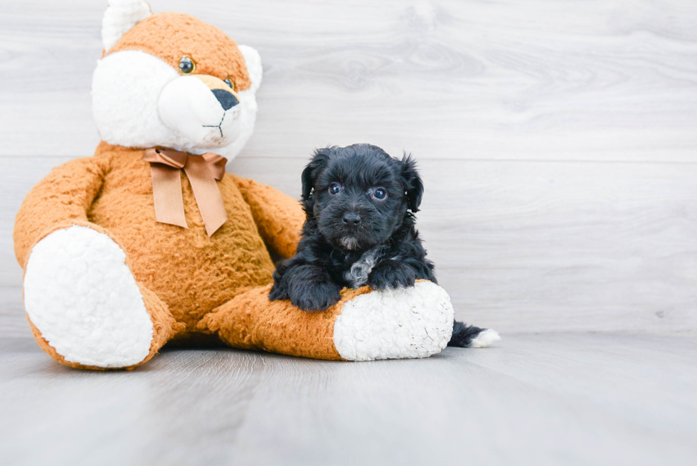 Friendly Yorkie Poo Baby