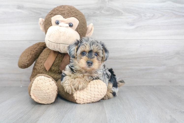 Petite Yorkie Poo Poodle Mix Pup