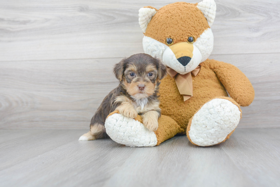 Yorkie Poo Pup Being Cute