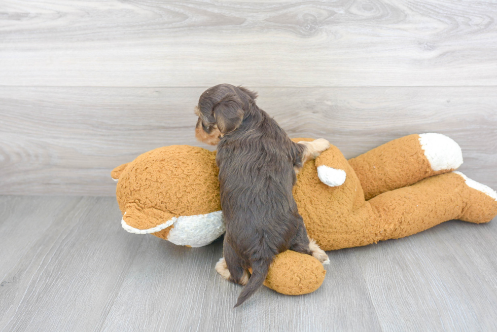 Little Yorkie Doodle Poodle Mix Puppy