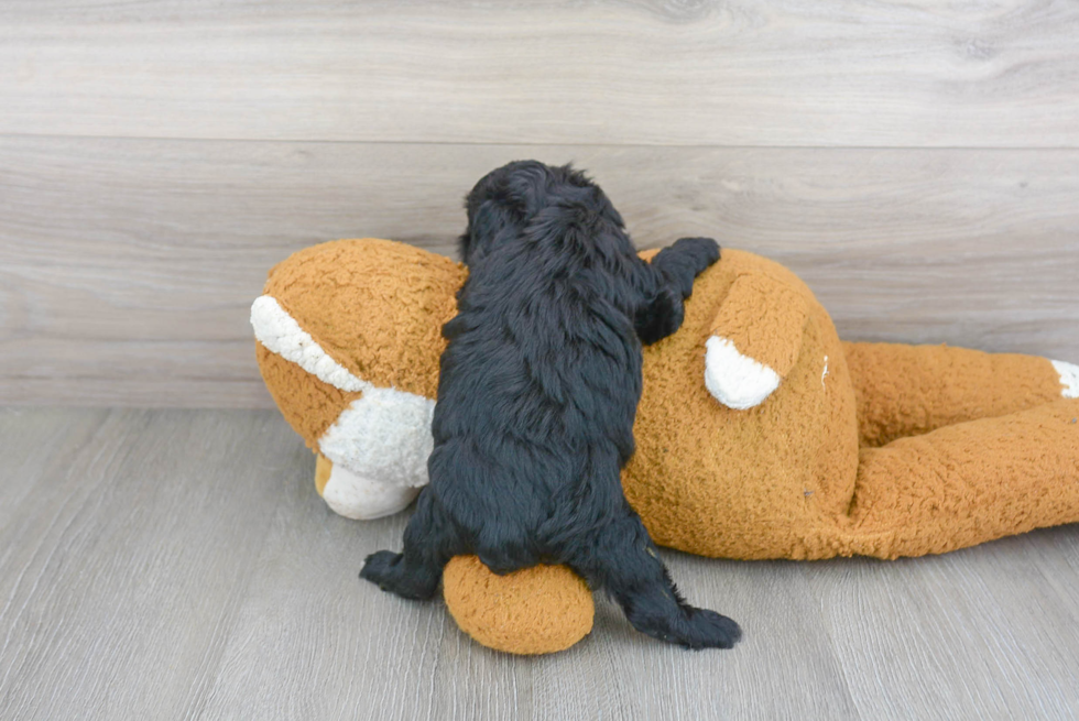 Adorable Yorkie Doodle Poodle Mix Puppy