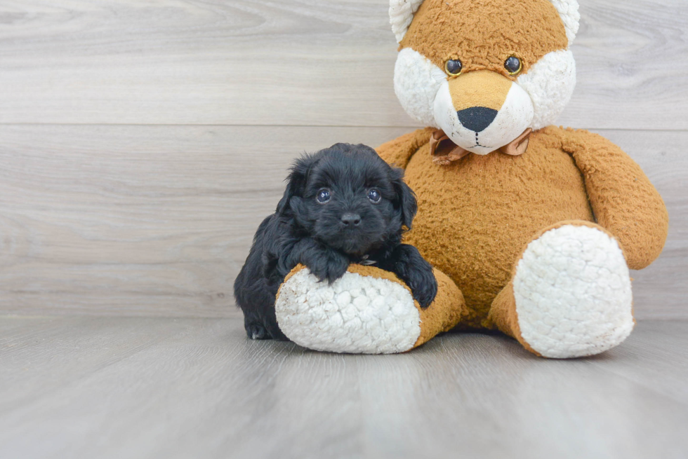 Sweet Yorkie Poo Baby