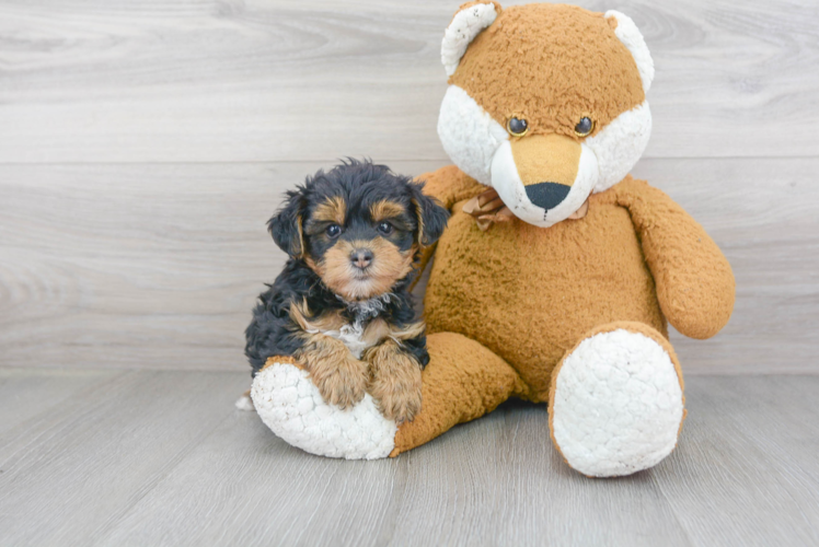 Yorkie Poo Pup Being Cute