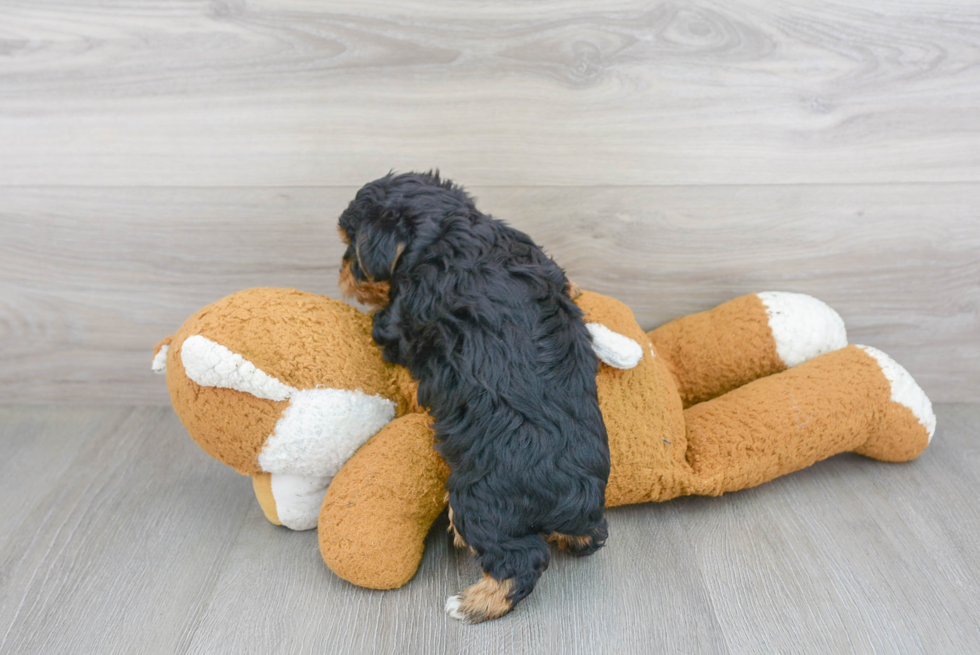 Yorkie Poo Pup Being Cute