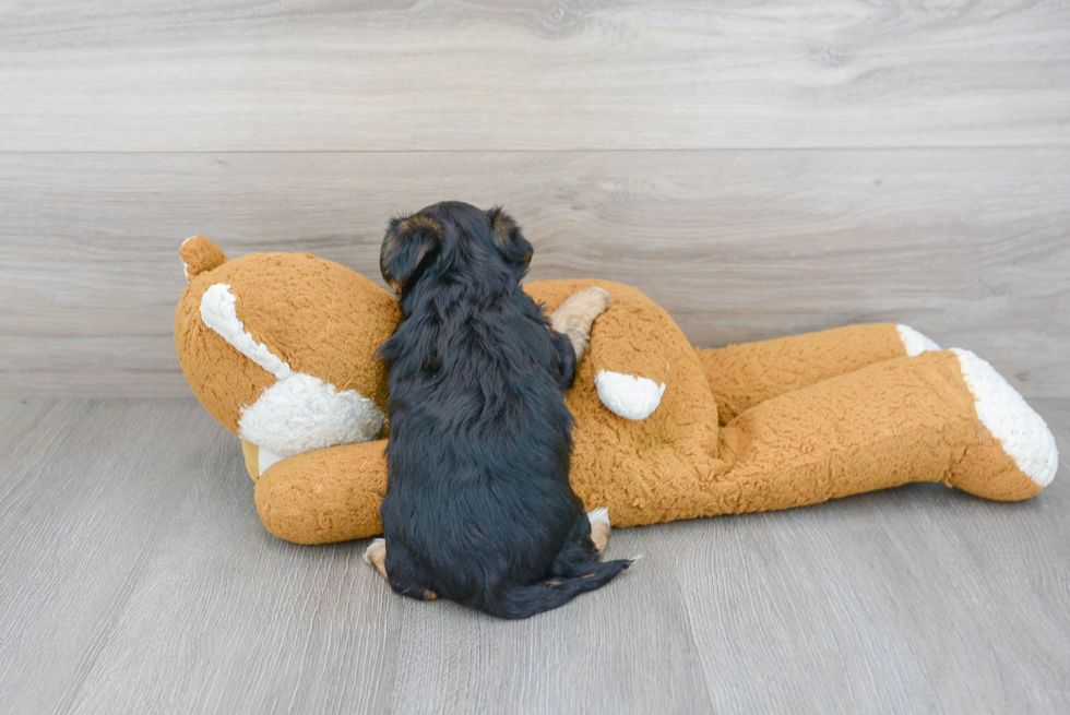 Small Yorkie Poo Baby