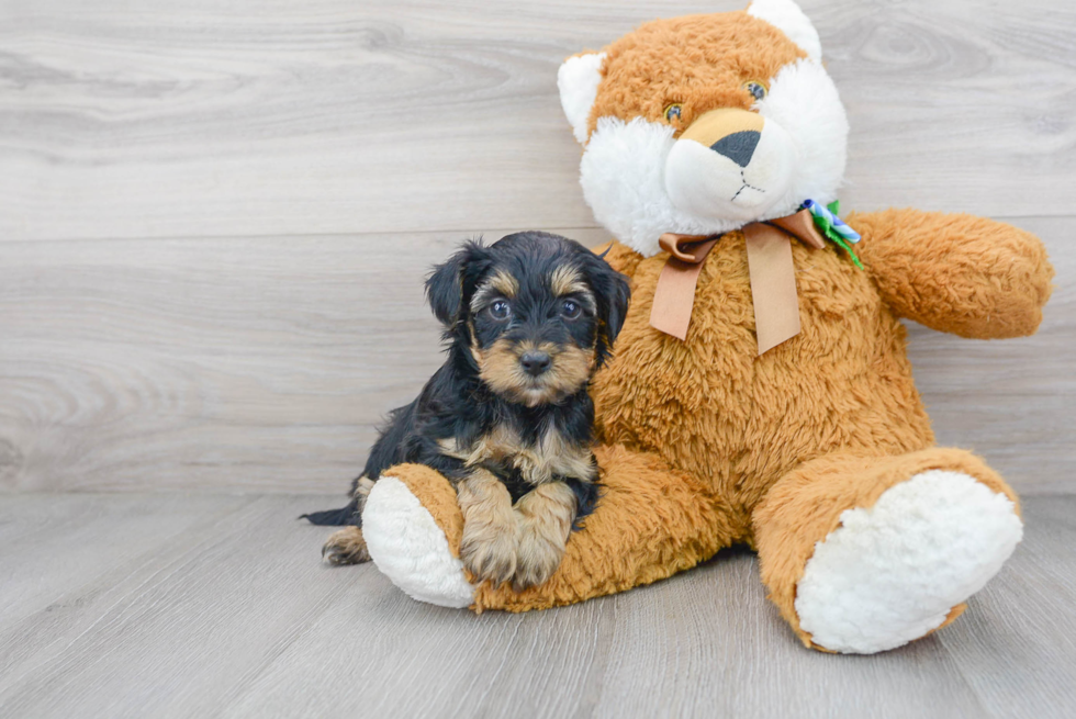 Popular Yorkie Poo Poodle Mix Pup