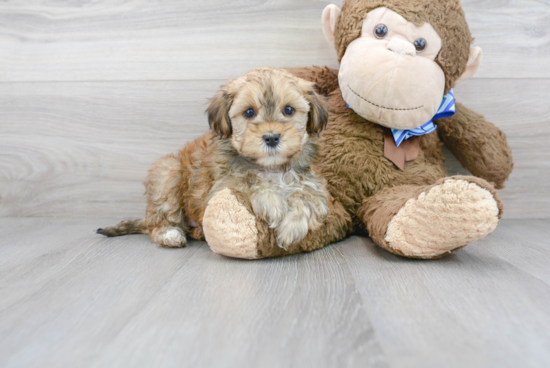 Fluffy Yorkie Poo Poodle Mix Pup